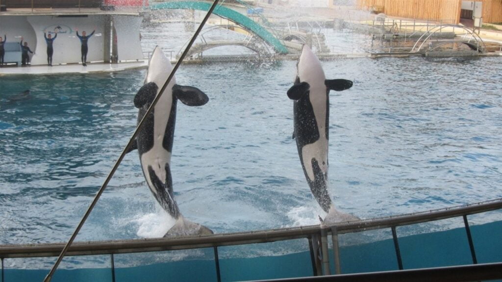 Ves čas predstave je videti, da orke uživajo.