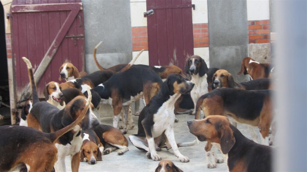 Kakih 100 lovskih psov lovske rezidence Cheverny še vedno vzdržujejo, hranijo in 4 x na teden vodijo na lov. Vsak pes pozimi poje kilogram, poleti pa pol kilograma mesa.