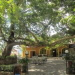 Taverna Pod drevesom (To Dendro)