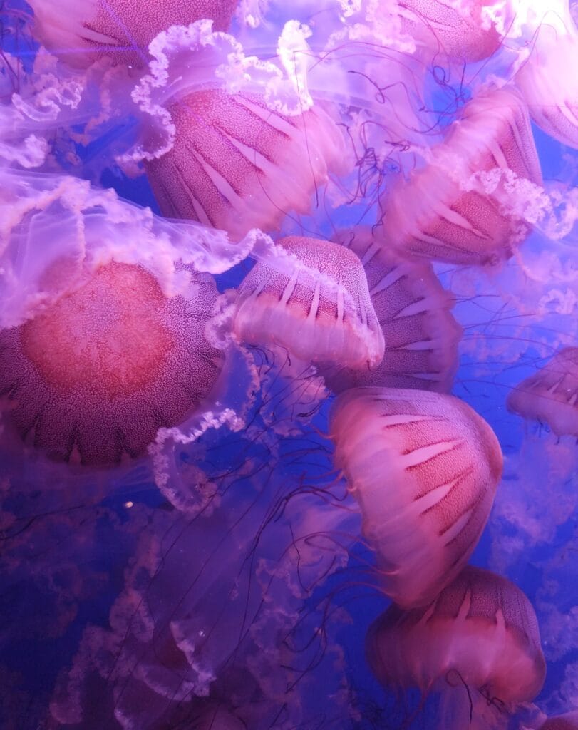 Meduze v Oceanograficu