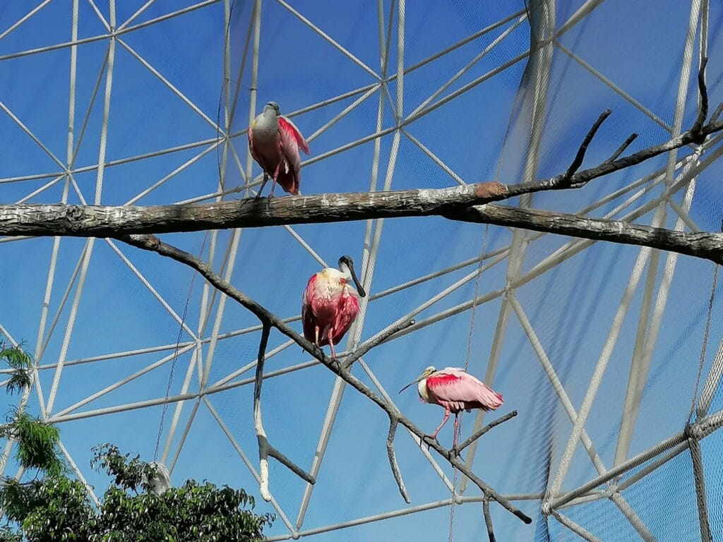 Plamenci v Oceanograficu